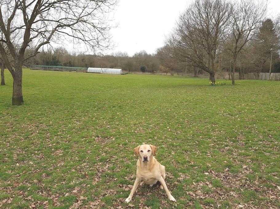 In The Countryside *